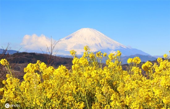 日本春天悄悄到来<em> 富士山下</em>油菜花盛开