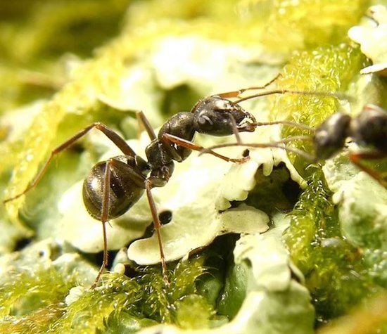 新发现！科学家训练<em>蚂蚁</em>嗅出癌细胞，是否能成为诊断替代方案？