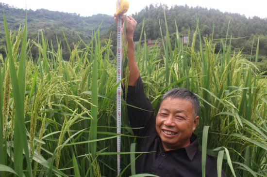 姜家镇试种2米高巨型稻 探索“<em>水稻</em>+N”融合农业模式