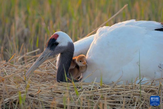 扎龙国家级自然保护区人工散养丹顶鹤迎来“出生季”