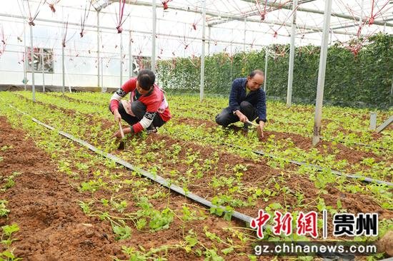 毕节金海湖新区：发展大棚蔬菜助农增收