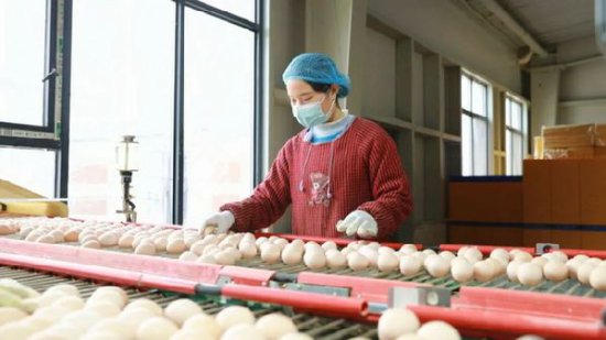 贵州松桃：小鸡蛋孵出大产业