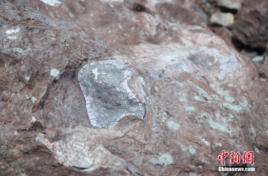 广西东兴市发现侏罗纪<em>时期恐龙</em>化石