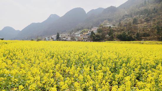 贵州水城：陡箐“三朵花” 接二连三富农家