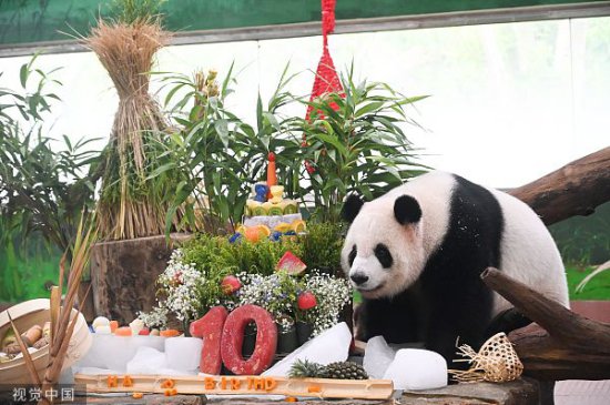 <em>广州</em>动物园为大熊猫“<em>星</em>一”“雅一”庆祝10岁生日