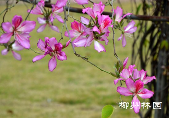 柳州市园林科技园奇特<em>的盆栽矮化</em>三色洋紫荆