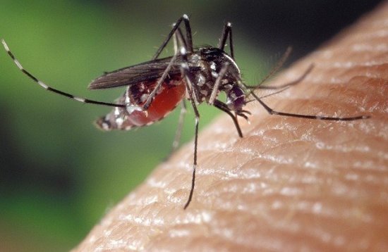 南澳发现致命病毒，通过蚊子传播！当局警告：<em>没有</em>治疗方法