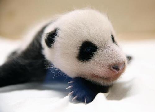 首只大熊猫在韩国出生，<em>取名</em>“福宝”，它属于中国还是韩国呢？
