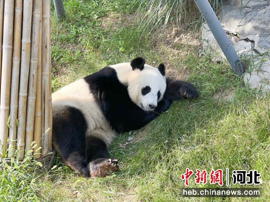 河北保定4只大熊猫享特制“月饼”过中秋