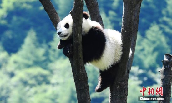 大<em>熊猫宝宝在</em>熊猫“幼儿园”里悠闲自得