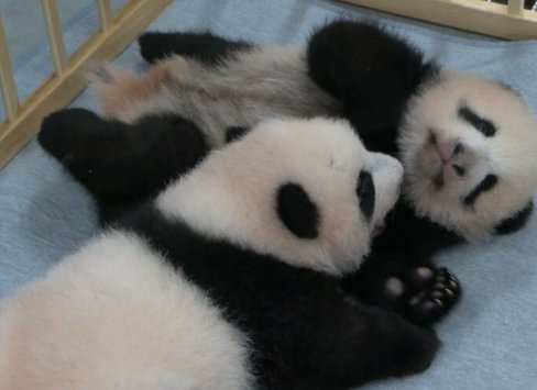 <em>日本</em>动物园公布双胞胎熊猫<em>宝宝</em>姓名 分别为晓晓和蕾蕾