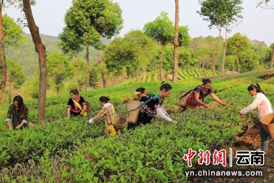 孟连10余万亩茶园陆续开采春茶