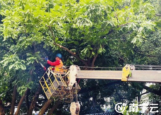 理发了！南宁市绿化工程管理中心对绿化树木进行修剪