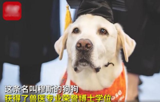 8岁治疗犬帮助千名学生，荣获“博士”学位，网友：人不如狗系列