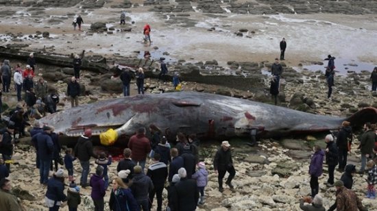 <em>满身伤痕</em>！英巨鲸海边搁浅死亡 长13米重30吨