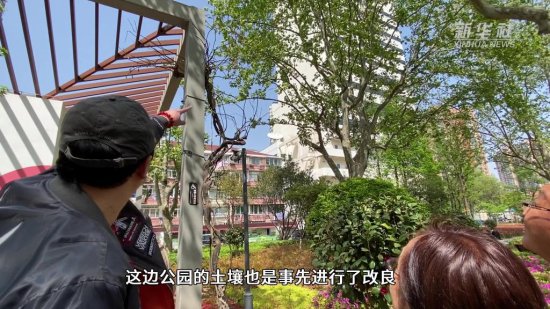 上海：老弄堂动迁 居民家中的紫藤树也<em>搬了</em>“<em>新家</em>”