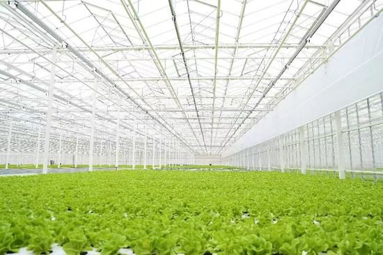 生态岛打造“长三角农业硅谷”——上海崇明“增绿添金”在农业...
