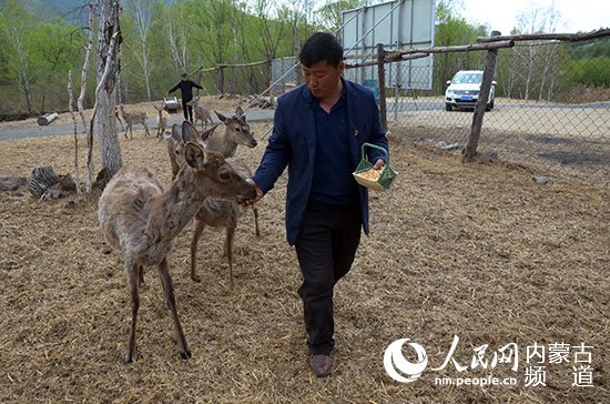 内蒙古阿尔山：大兴安岭<em>的养鹿</em>人和他的“童话世界”