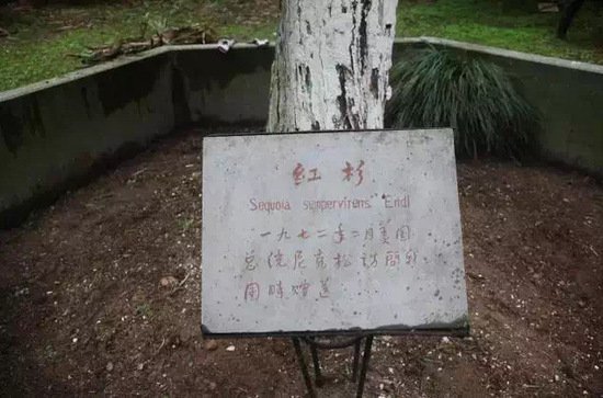 51年前基辛格提议送给中国的那棵<em>红杉树</em>，在杭州植物园里代代...