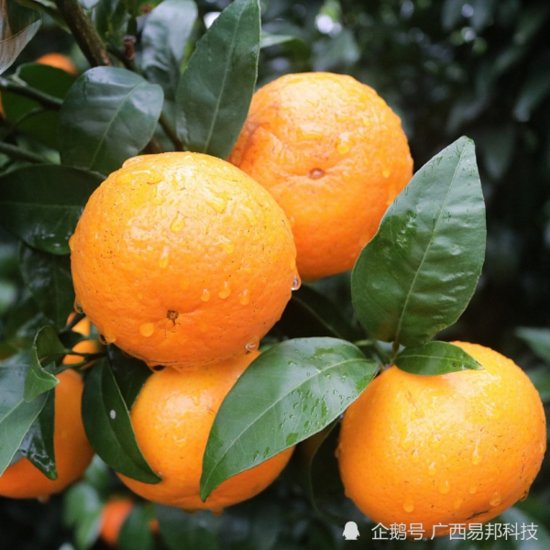 沃柑成年树施<em>什么肥料</em>，柑橘种植专用肥