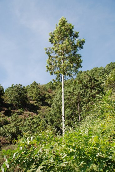 国家一级重点保护野生植物五针<em>白皮松</em>累计移植成活逾3000株