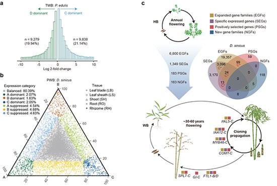 多组学研究揭示竹类植物生活史转变和物种多样化的遗传机制