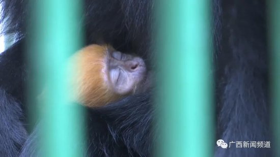 世界首只！人工繁殖的第八代黑叶猴成功存活