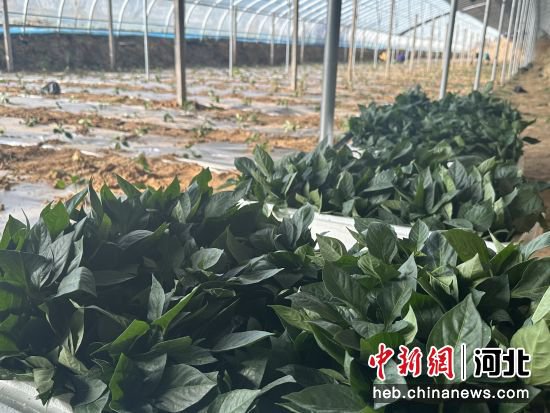 河北冀州探索创新多品种果蔬套种模式 促进农业产业转型发展