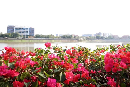 尔滨，东莞最浪漫的花海都开好了