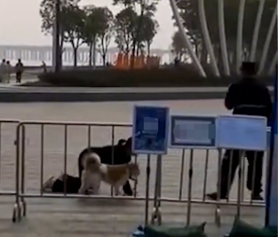 深圳一女子牵狗跪地爬行，逼退景区保安，网友：狗主人惹不起
