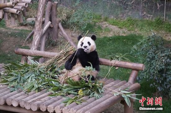 旅韩大熊猫“福宝”4月3日回国，将用特殊车辆运送