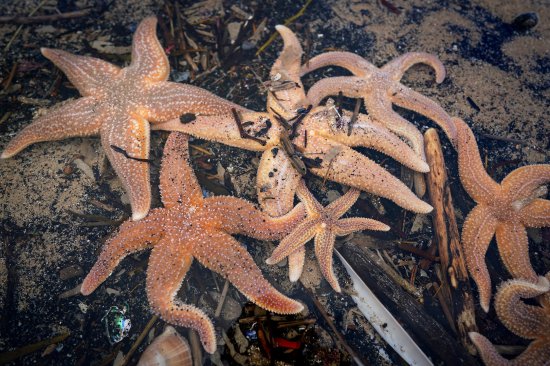数十万只海星贻贝螃蟹被冲刷至<em>英国</em>海岸线上 专家：这是“自然...