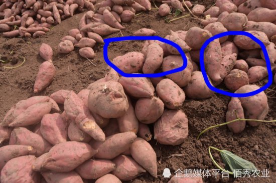 <em>红薯</em>高产并不难，专家给出3个<em>步骤</em>，同时解决地下害虫和旺长困扰