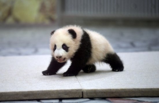 成都旅日大熊猫宝宝<em>的名字</em>被正式确定为“枫滨”