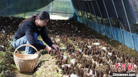 甘肃康县：小小食用菌焕发绿色农业发展新“蘑”力