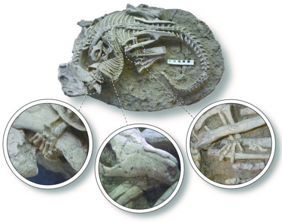 首次发现！古哺乳动物能捕食恐龙，白垩纪恐龙“霸主<em>地位</em>”受...