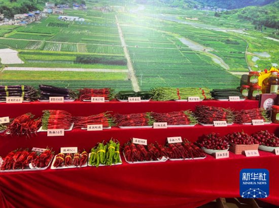 贵州<em>辣椒种植面积</em>达520万亩 每年带动140万椒农增收