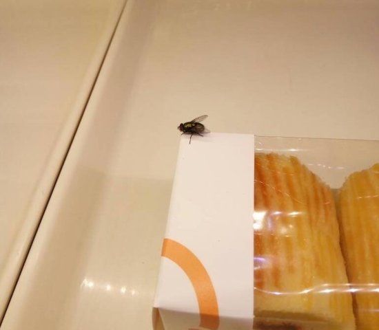 糕点包装盒上现大苍蝇 顾客内心很受伤
