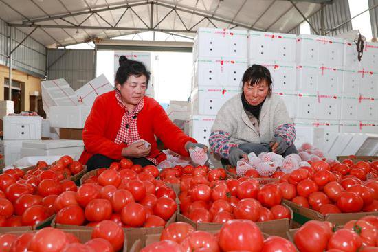 宿州泗县：<em>西红柿</em>产业带“火”群众致富新生活