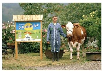 奶牛也听香颂，法国肯迪雅被赞“真正奶的味道”_fina