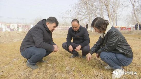 叶城县全面推进43.57万亩冬小麦返青施肥工作