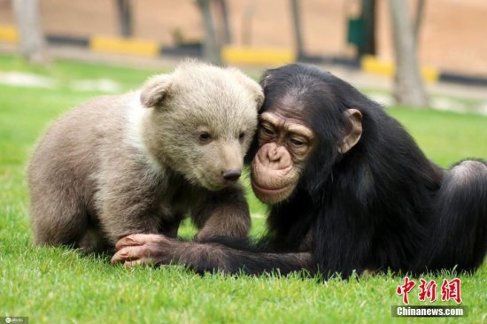 土耳其动物园迎来新居民<em>熊宝宝</em> 与黑猩猩成好友相亲相爱