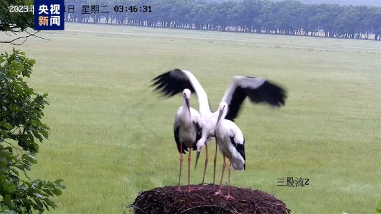 终于会飞啦！红外镜头记录东方白鹳幼鸟学飞瞬间