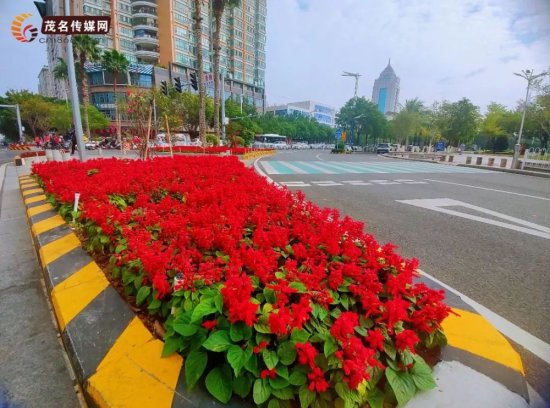 美！茂名市区新增9万袋鲜花迎新年！