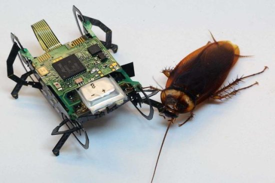 <em>昆虫</em>机器人在未来<em>能帮助</em>人类干什么？