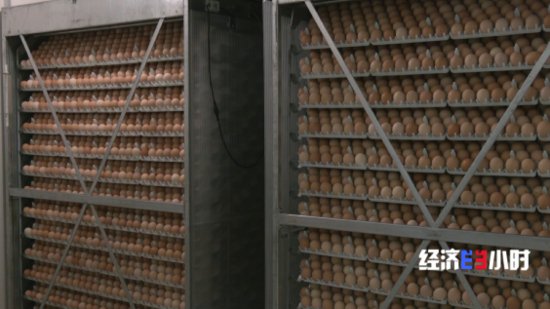“智能模式”养鸡场 1人1年养20万只鸡<em> 怎么做到的</em>？