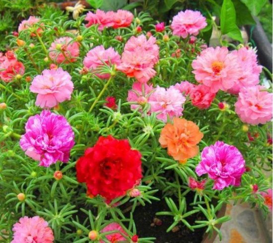 6月最适合养5种花，花色艳丽又好养，百花争艳，开成花园！