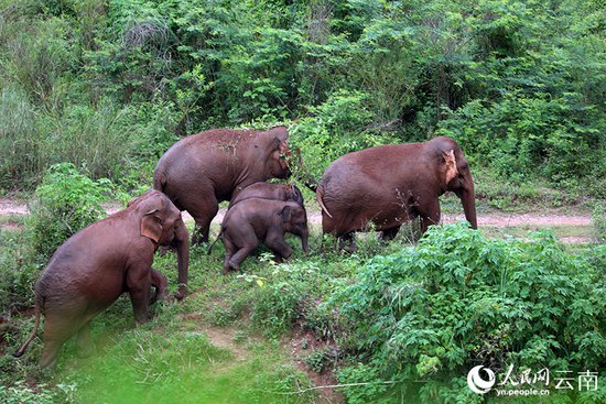聚焦COP15|云南<em>江城</em>：人与亚洲象共享自然