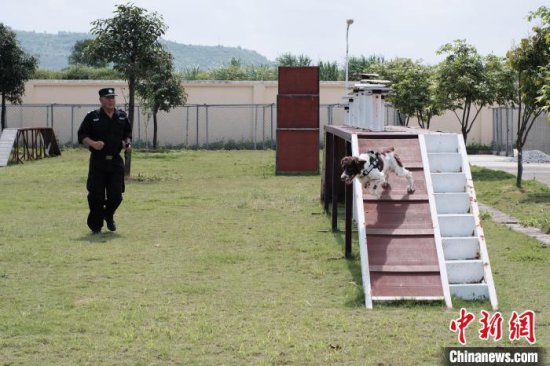 广西上百名学生参观警犬训练营 与可爱“警察”亲密互动