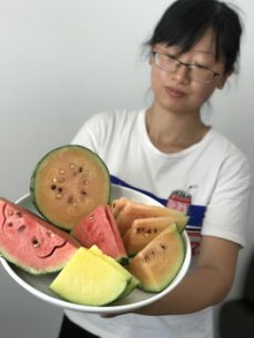 <em>无土栽培</em>彩色西瓜新品种上市